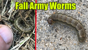 download kill army worms