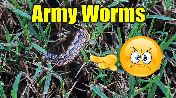 download army worms lawn